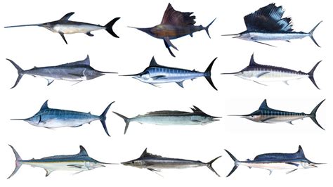 Types Of Billfish Billfish Species Youtube