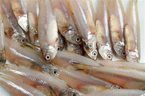 Fresh Raw Commersons Hardenbergs Indian Deviss Long Jawed Teri Anchovy