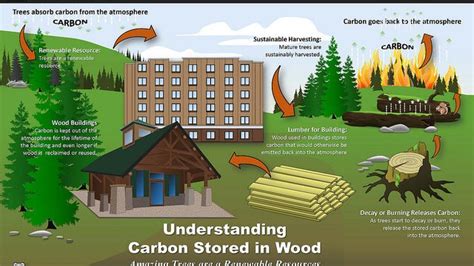 Wood Making Significant Environmental Impact On Buildings