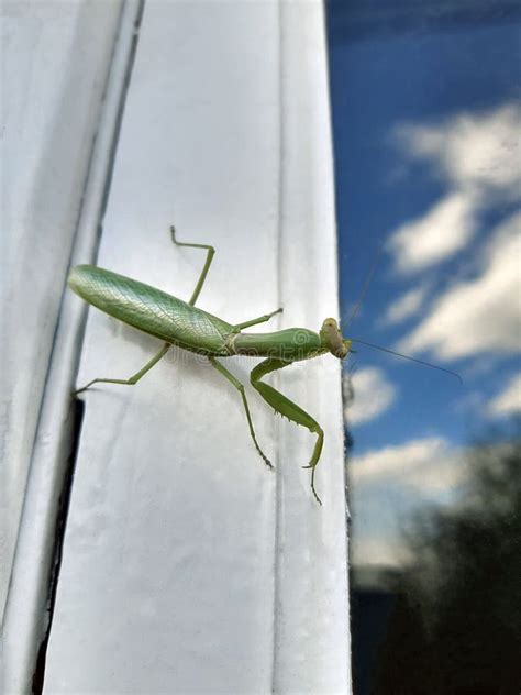 Praying Mantis On The Window Stock Photo Image Of Wildlife Street