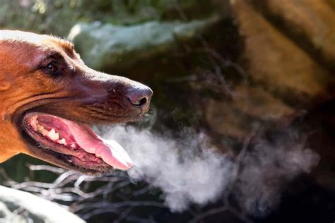 Dog Bad Breath The Best Home Remedies Our Fit Pets