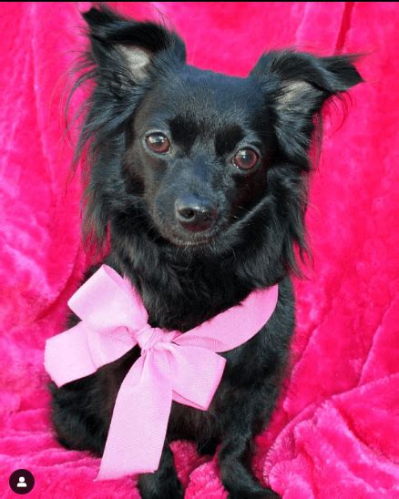 Black Long Haired Chihuahua Complete Guide The Pet Guide Home