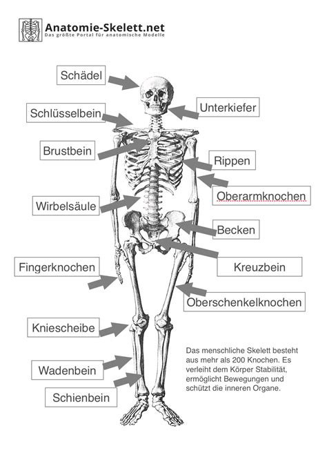 Das Menschliche Skelett Beschriftet Lehrmaterial Anatomie