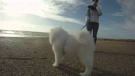Samoyed First Day At The Beach Youtube