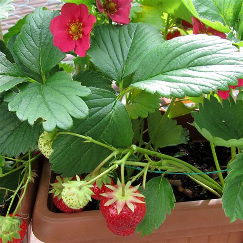 Unusual Strawberry Plants to Try - Western Garden Centers