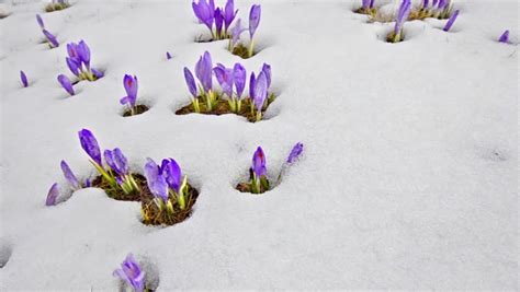 Melting Snow And Spring Flowers Time Lapse Stock Footage Video