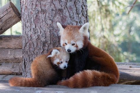 50 Adorable Facts About The Red Pandas You Have To Know