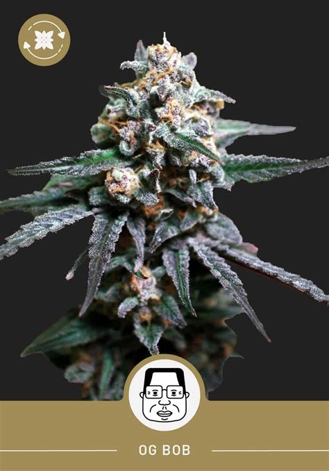 Top 5 Autoflowers For A Short Grow Period Presidents Seeds
