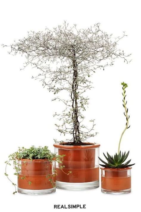 How would i go about putting them in the same pot? How to Water Your Plants When You Go Away in 2020 | Self ...