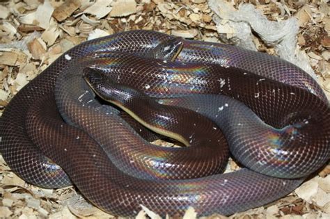 Sunbeam Snake Xenopeltis Unicolor Snake Beautiful Snakes Reptile