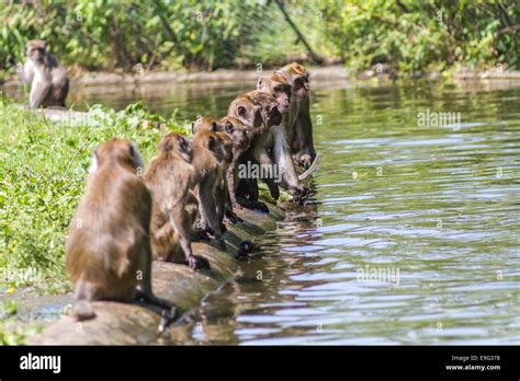 Behavior Monkeys Hi Res Stock Photography And Images Alamy