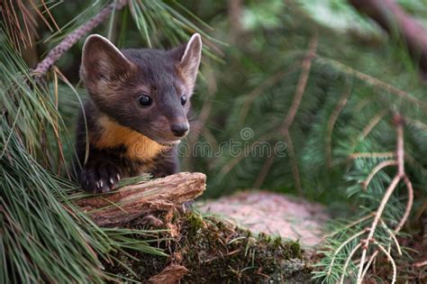 American Pine Marten Martes Americana Peeks Out From Underbrush Summer