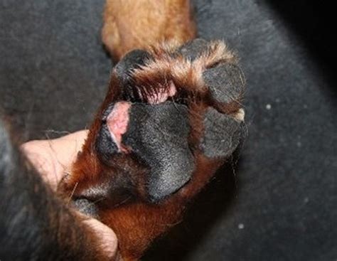 Will My Dogs Paw Pads Grow Back