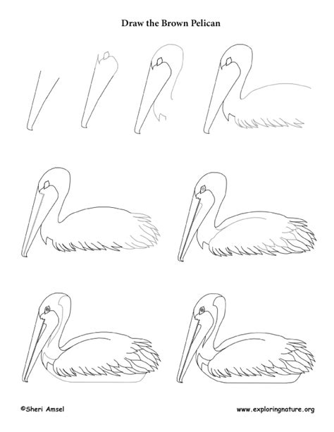 How To Draw A Brown Pelican