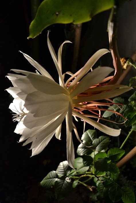 Epiphyllum Oxypetalum Dama De Noche Queen Of The Night Flickr