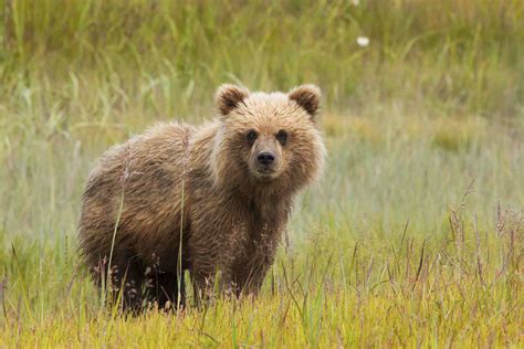 10 Essential Facts About Bears