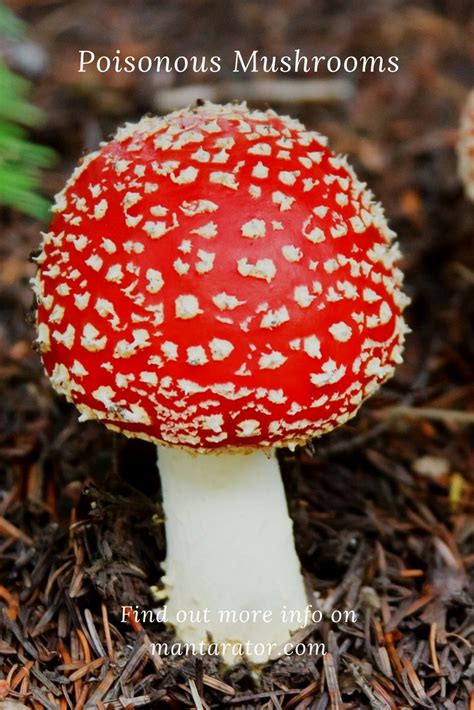 Most Poisonous Mushrooms In The World Poisonmushroom