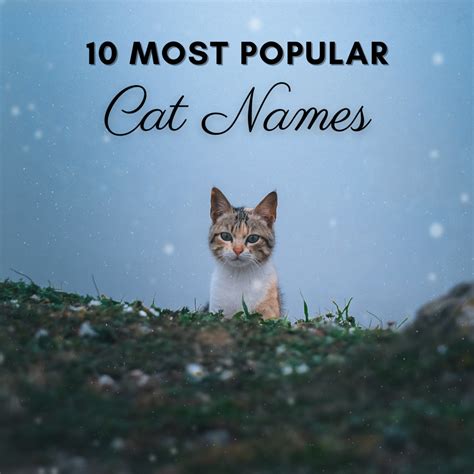 10 Most Popular Unisex Cat Names In America Pethelpful
