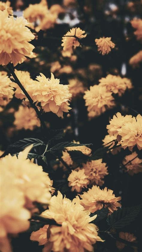 Flower Aesthetic Tumblr Wallpapers Top Free Flower Aesthetic Tumblr Backgrounds Wallpaperaccess