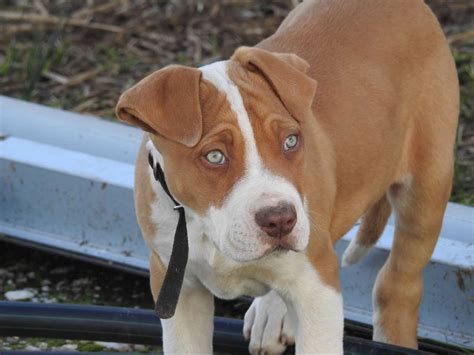 What Is An American Bulldog Staffordshire Terrier Mix Terrier Hub