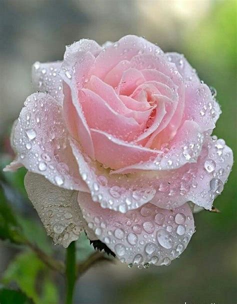 Pin By Kallol Bhattacharya On My Rose Beautiful Rose Flowers