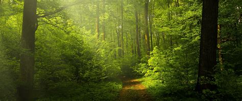 Green Forest Wallpaper 4k Woods Trails Pathway Nature 5696