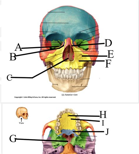 Anterior And Inferior View Of Facial Bones Diagram Quizlet