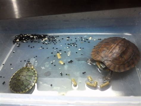 Before you choose your land turtle, keep in mind are you ready to be the owner of a land turtle? 4 Ways to Take Care of Baby Water Turtles - wikiHow