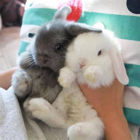 Two Bunnies ~ Grey And White Cute Baby Bunnies Cute Baby Animals