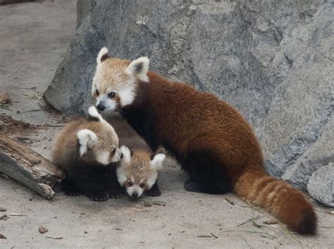 Red Panda Cubs At Smithsonians National Zoo Named For Stormy Night