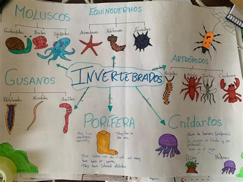 Conciencia Visual Thinking Invertebrados