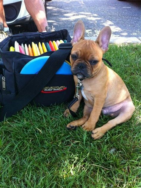 Every breed has genetic weaknesses that dispose them to certain diseases in conjunction to this, french bulldogs may also suffer from thyroid condition. Puppy Frenchie: Tired after a long game of disc golf ...