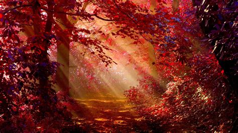 1920x1080 Sunlight In Autumn Forest Laptop Full Hd 1080p Hd 4k