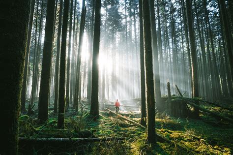 forest, Deep forest, Shadow Wallpapers HD / Desktop and Mobile Backgrounds