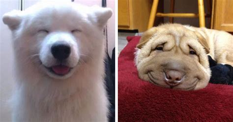 15 Perros Felices Mostrando Su Mejor Sonrisa Bored Panda Smiling