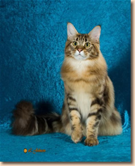 Today we're going to talk about one of the mostpopular giant cat breeds: Maine Coon Cat - Cat Fanciers' Association Breed Council