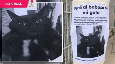 La Búsqueda De Un Gato Perdido Llamado “dante” Se Ha Viralizado “perdí Al Baboso De Mi Gato