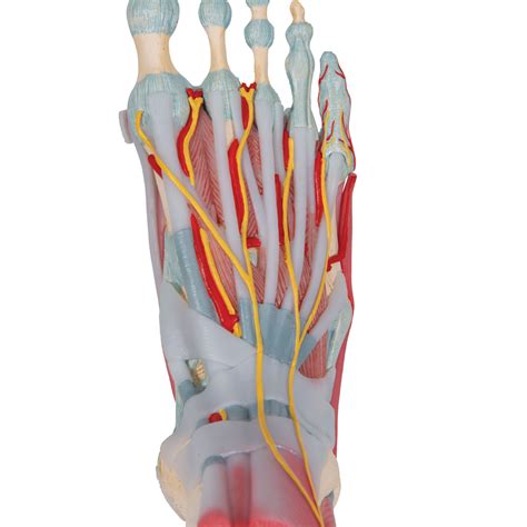 Tinsay Human Foot Ankle Joint Model With Ligament Foot Skeleton Model