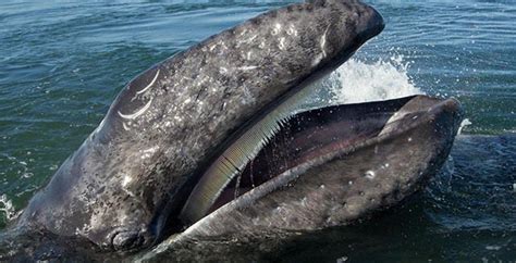 Learn vocabulary, terms and more with flashcards, games and other study tools. What's killing Pacific whales? | MBARI