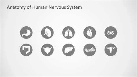 Anatomy Of Human Nervous System Slide Design For Powerpoint Slidemodel