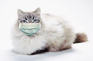 There are also several types of bacteria that may cause flu. Cat Flu: What To Do? - Neat-Pets ( Dogs & Cats )
