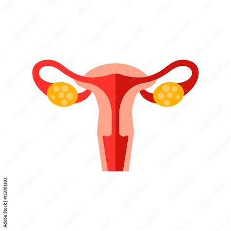 Female Reproductive System Vector Icon Stock Vector Adobe Stock