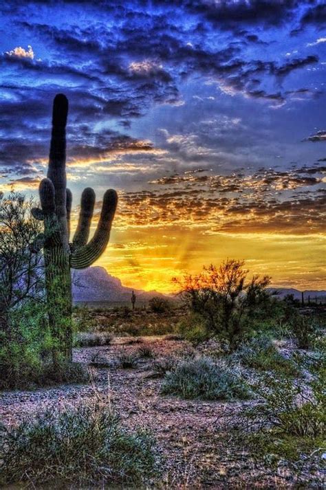 Travel Gallery Sonoran Desert Arizona United States All Nature