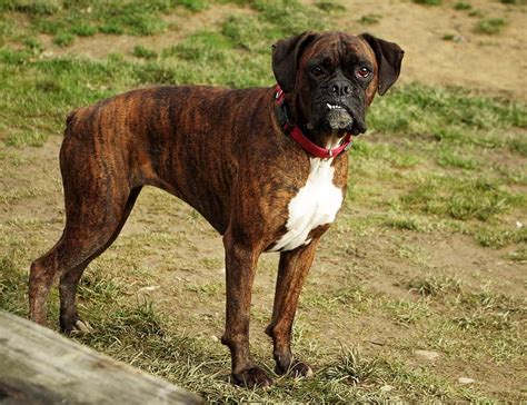 Can Two Fawn Boxers Have A Brindle Puppy