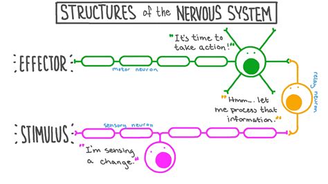 Lesson Video Structures Of The Nervous System Nagwa