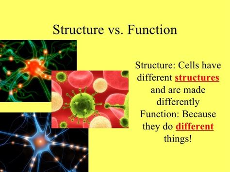 2 Structure Function Living Systems