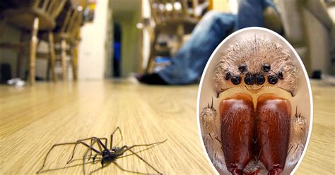 Minibeast wildlife po box 506 kuranda qld 4881 australia. Giant spiders set to invade UK homes this autumn, warn experts - Mirror Online