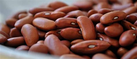 The Meaning And Symbolism Of The Word Bean
