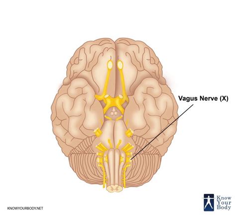 Vagus Nerve Function Location Anatomy And Faqs