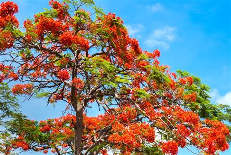 Royal Poinciana Tree In Bloom Stock Photo Image Of Flowering Tropic
